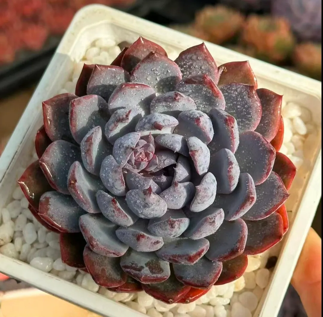 plant Aeonium Echeveria Haworthia  Caudex  Lithops Cactus  Agave 