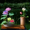 🌸[7 days germination] Last Day Sale -49% OFF💐The Sacred Bonsai Bowl Lotus Flower