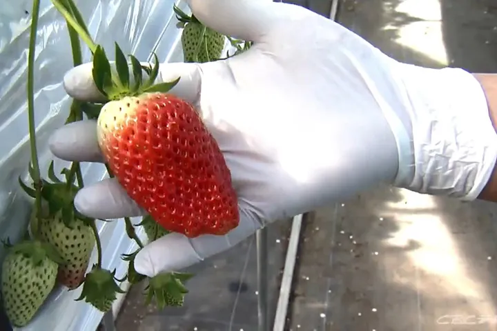 Whopper Strawberry