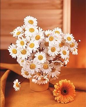 

Marguerite Daisy – Paint By Numbers - 40*50CM, 501 Original