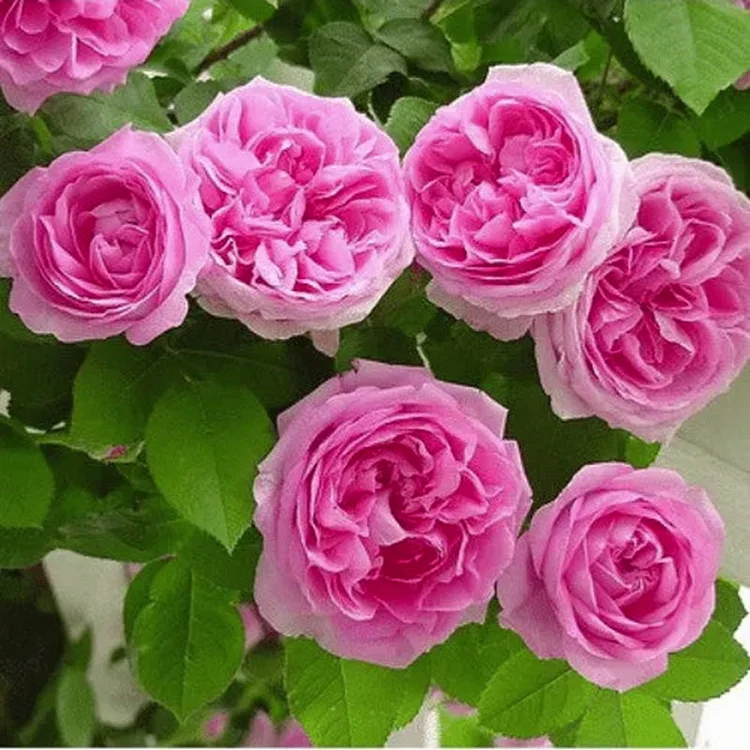 🌸🌿 50 Samen Kletterrose (Pink) - Für eine blühende Gartenlandschaft voller Eleganz und Anmut! 🌿🌸