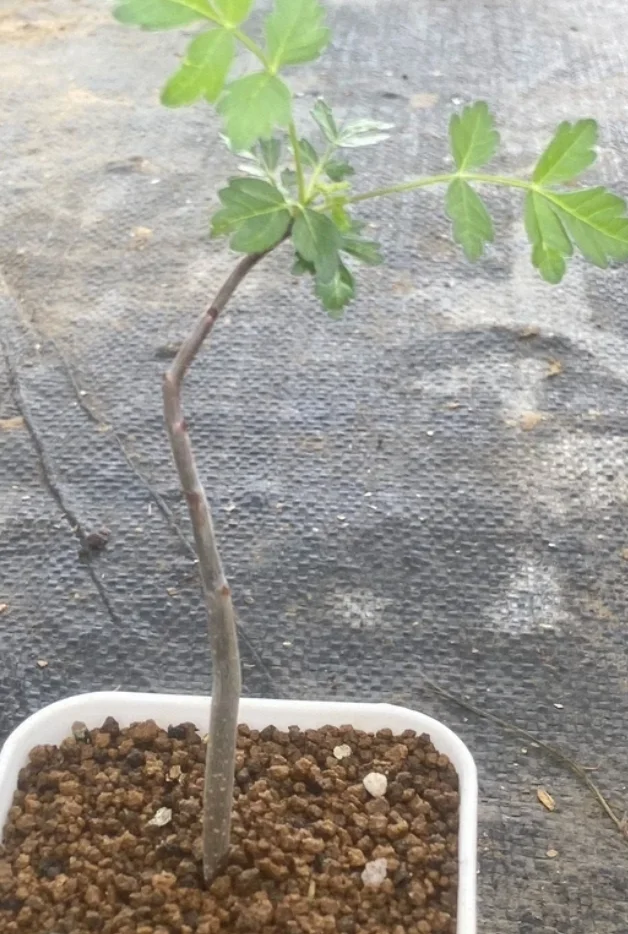 plant Aeonium Echeveria Haworthia  Caudex  Lithops Cactus  Agave 