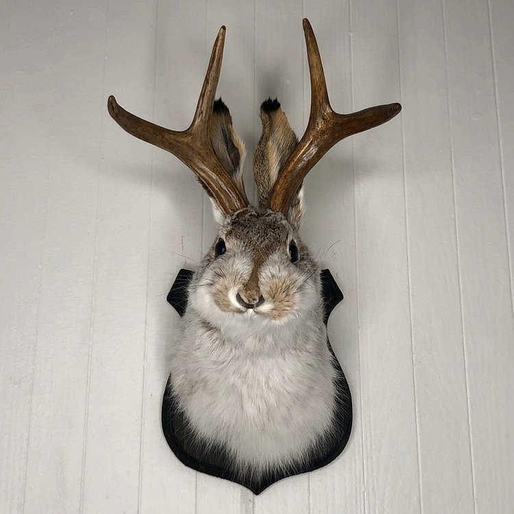 Jackalope! ! The latest Legend of Antlers