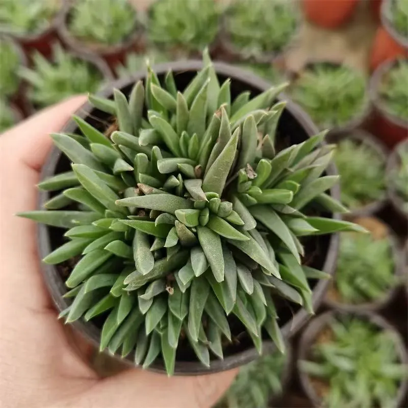 plant Aeonium Echeveria Haworthia  Caudex  Lithops Cactus  Agave 
