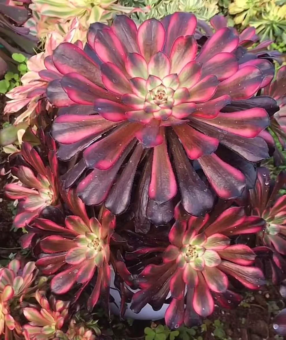 plant Aeonium Echeveria Haworthia  Caudex  Lithops Cactus  Agave 