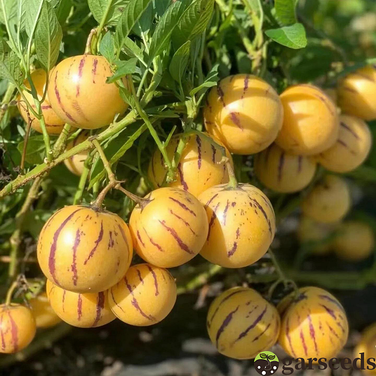 Ginseng Fruit🌱Seeds (Easy to Grow)