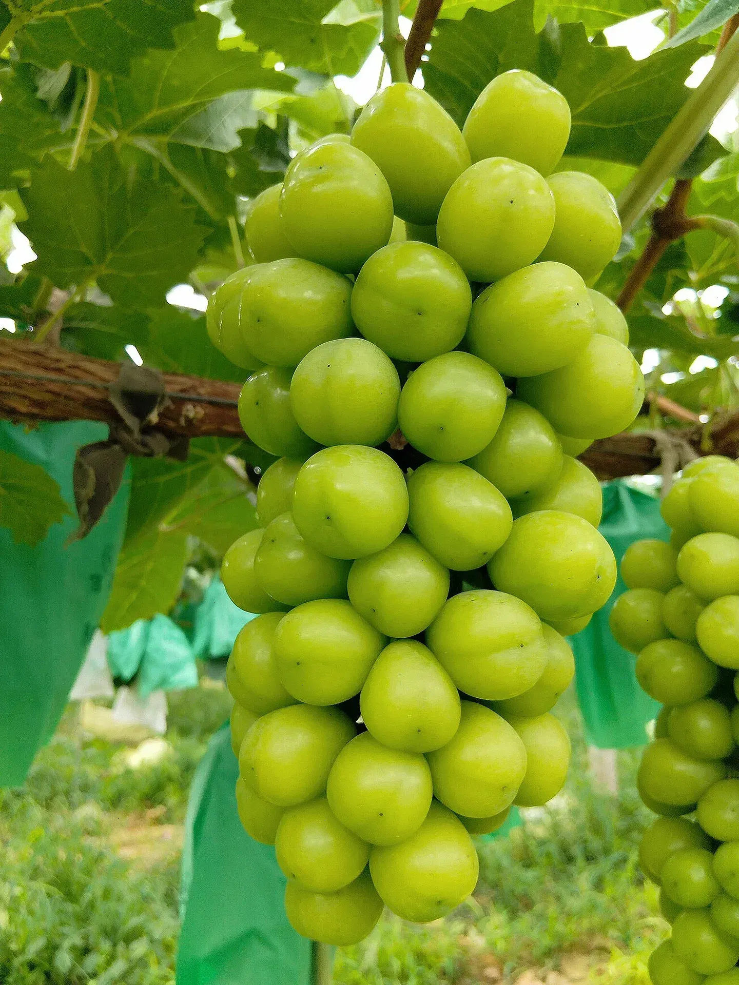 Shine Muscat Tree Seeds-Sunshine Rose Grape（🪴Can be potted）