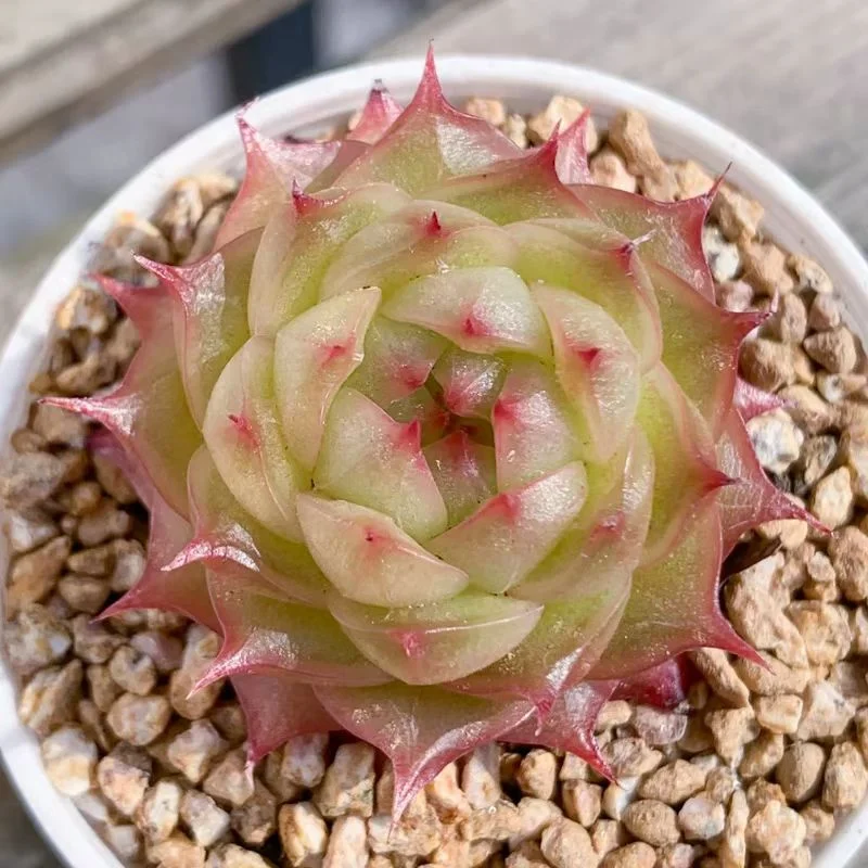 plant Aeonium Echeveria Haworthia  Caudex  Lithops Cactus  Agave 