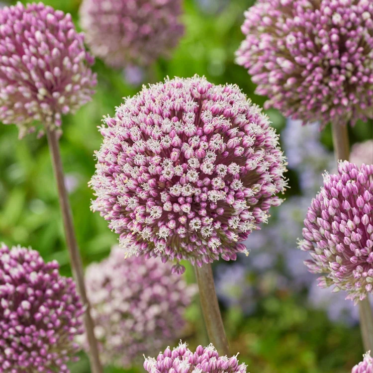 Allium 'summer Drummer'