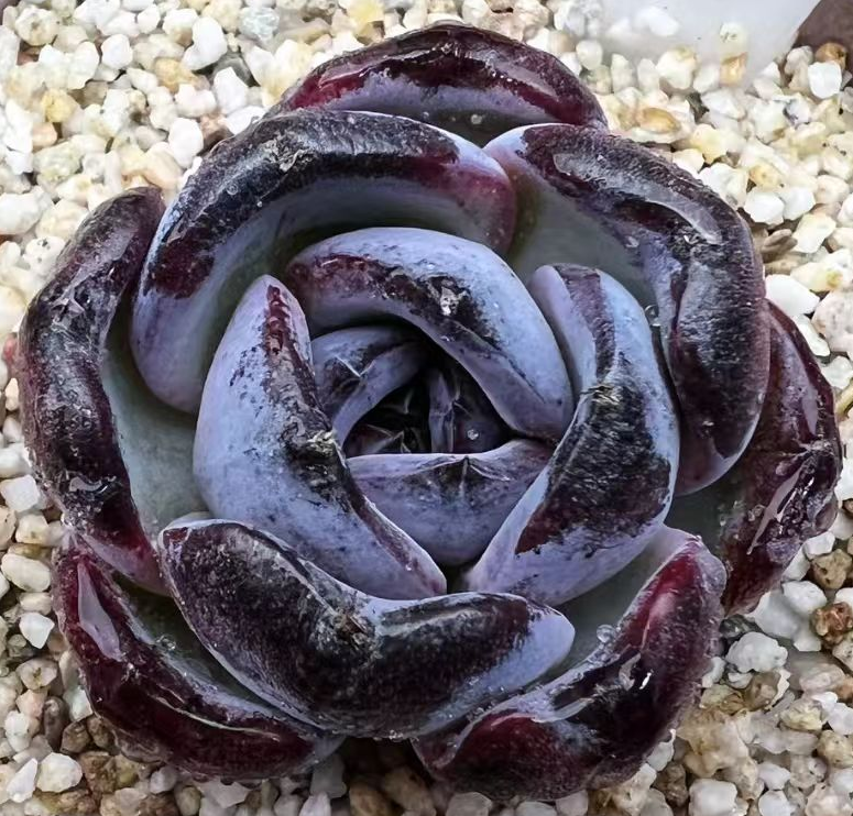 plant Aeonium Echeveria Haworthia  Caudex  Lithops Cactus  Agave 