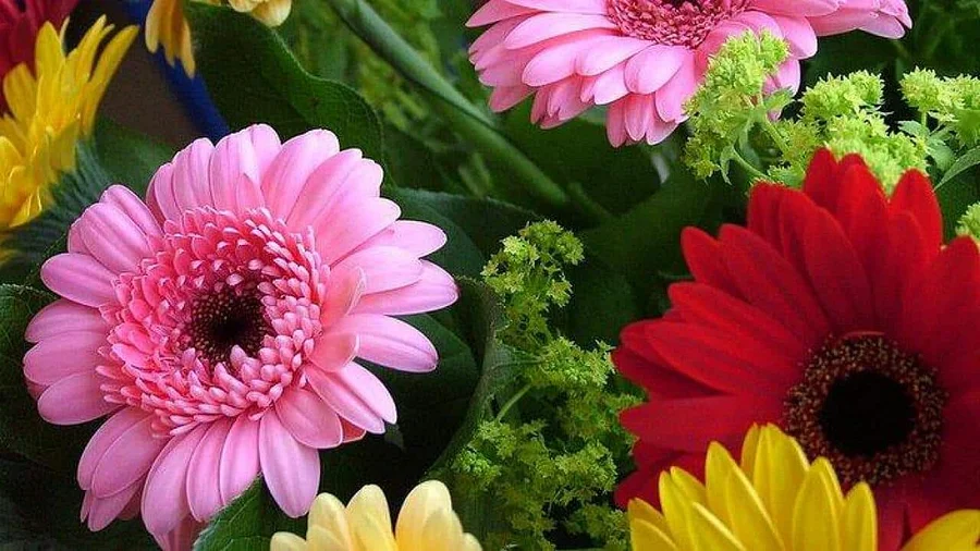 非洲菊