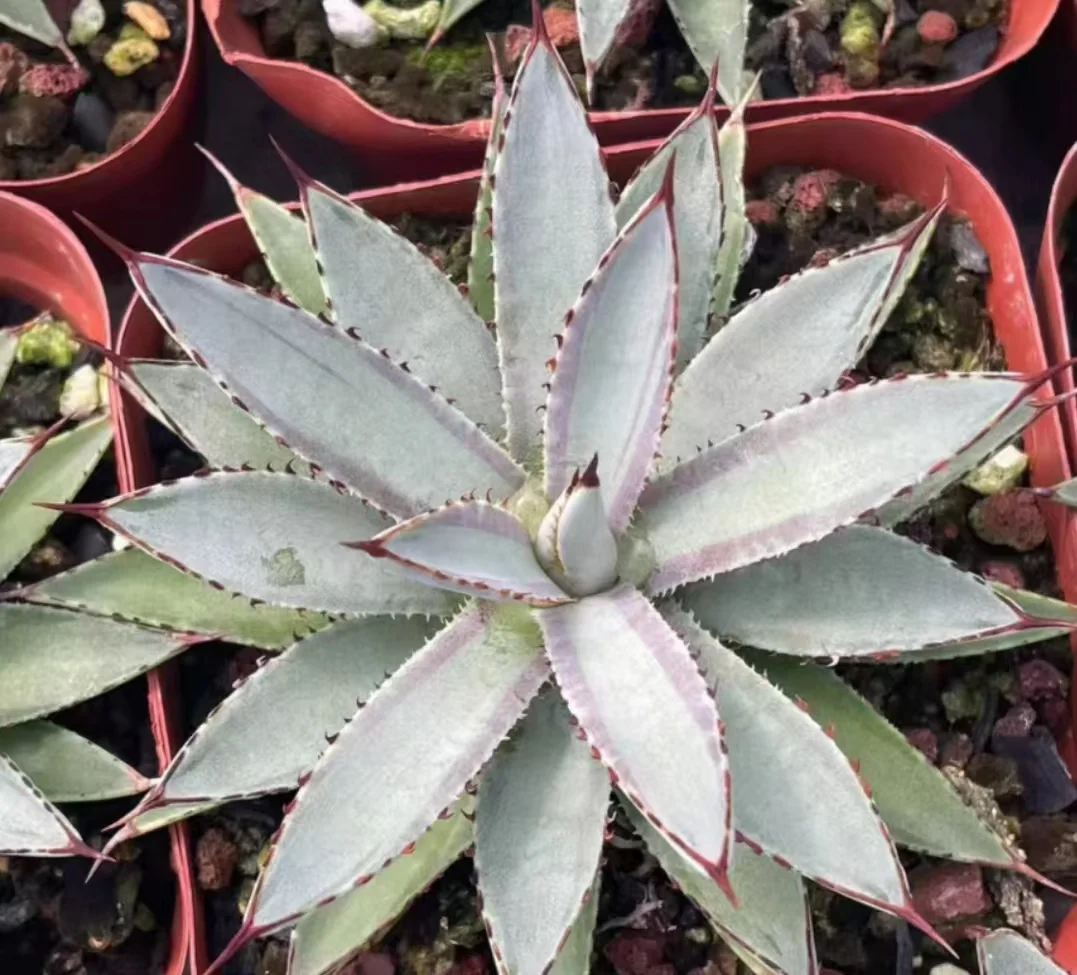 plant Aeonium Echeveria Haworthia  Caudex  Lithops Cactus  Agave 