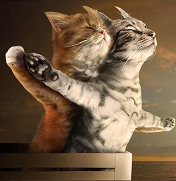 

Cat Titanic Scene – Paint By Numbers - 40*50CM, 501 Original