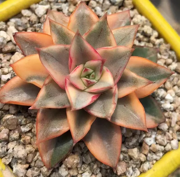 plant Aeonium Echeveria Haworthia  Caudex  Lithops Cactus  Agave 