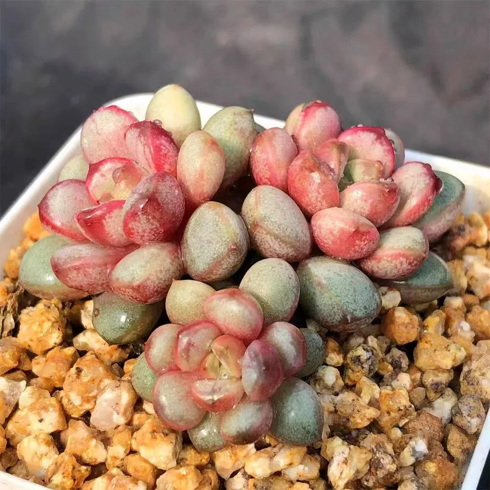 plant Aeonium Echeveria Haworthia  Caudex  Lithops Cactus  Agave 