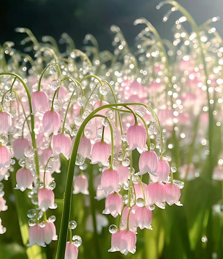 Trailing Bell Orchid Seeds🥀