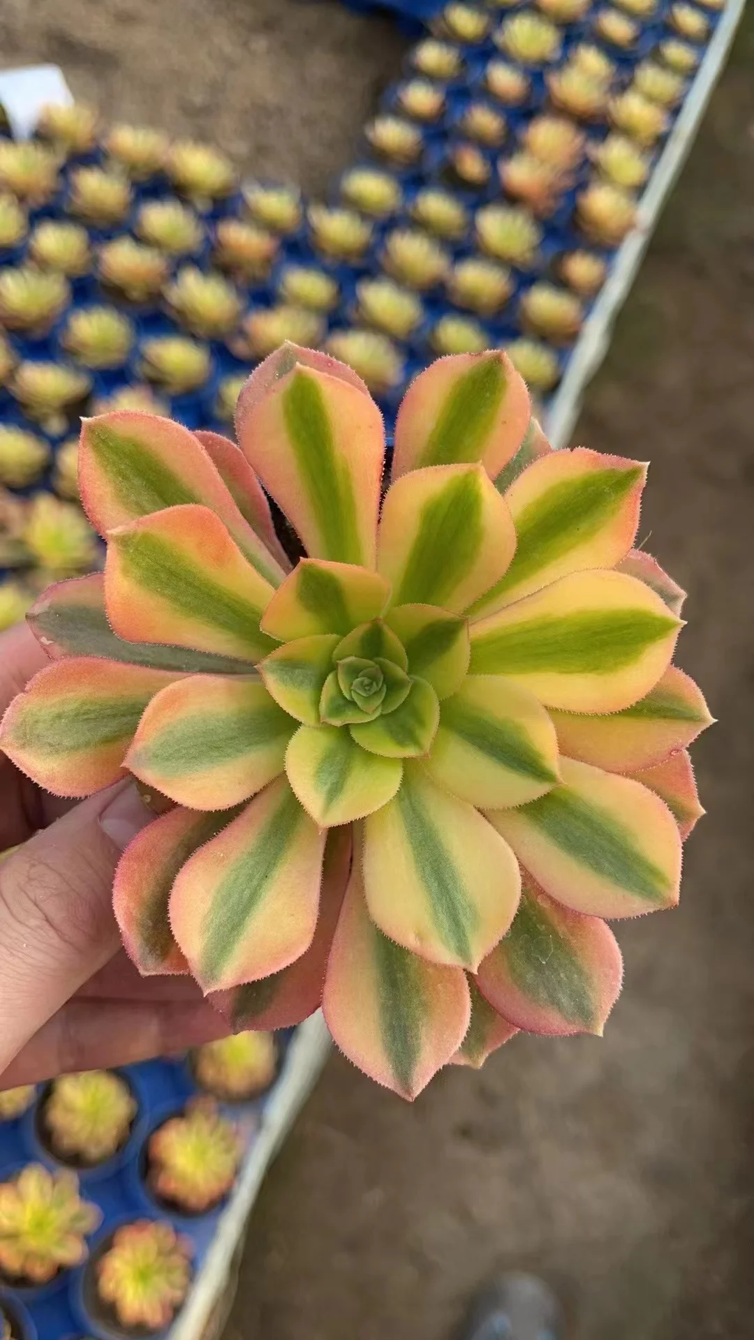 plant Aeonium Echeveria Haworthia  Caudex  Lithops Cactus  Agave 