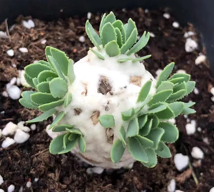 plant Aeonium Echeveria Haworthia  Caudex  Lithops Cactus  Agave 