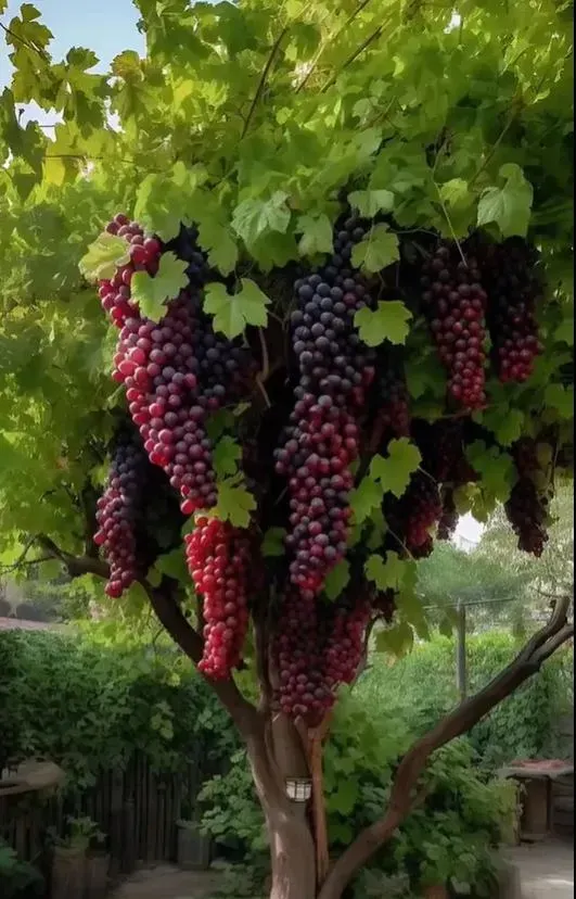🌿Giant grape tree seeds: thin roots, large and seedless🍇