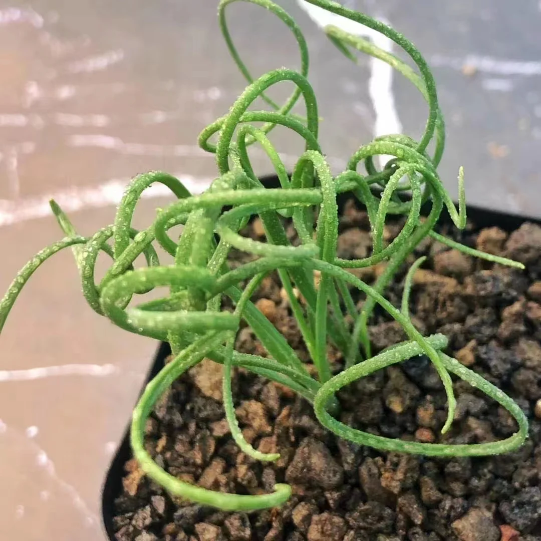 plant Aeonium Echeveria Haworthia  Caudex  Lithops Cactus  Agave 