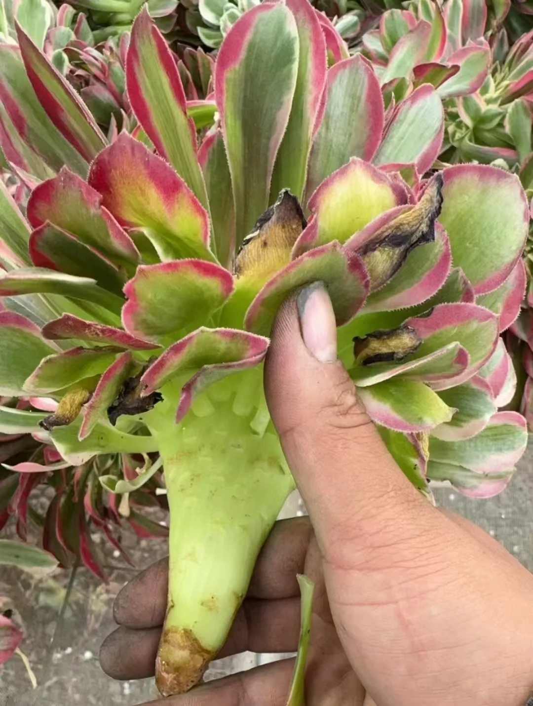 plant Aeonium Echeveria Haworthia  Caudex  Lithops Cactus  Agave 