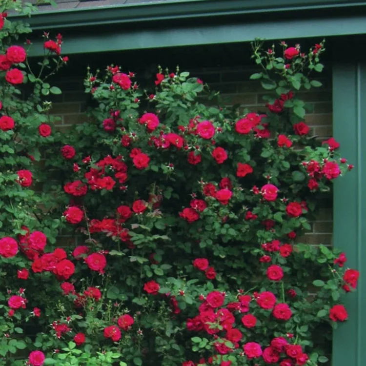 Alitissimo Kletterrosensamen: Erhabene Eleganz für Ihren Garten! 🌹