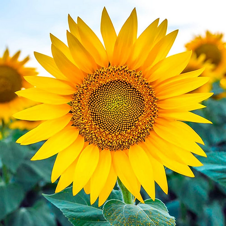 Sunflower, Kong Hybrid