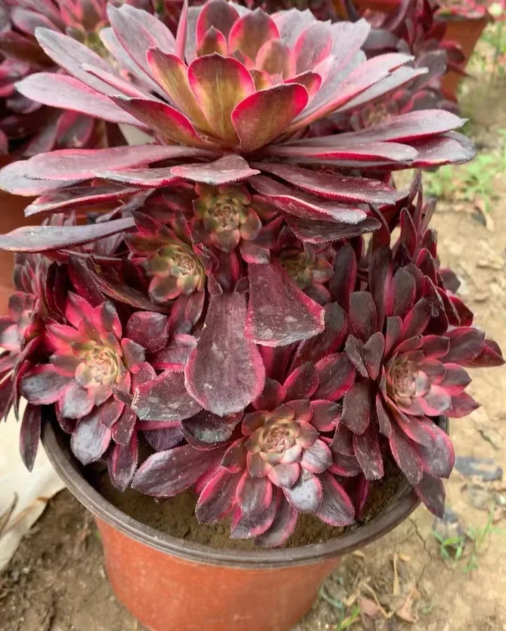 plant Aeonium Echeveria Haworthia  Caudex  Lithops Cactus  Agave 