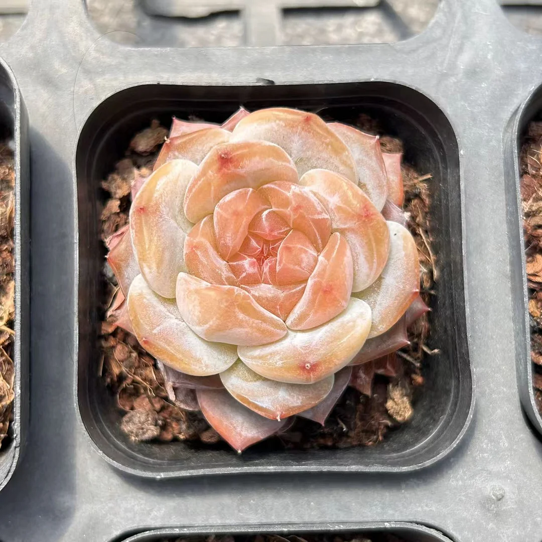 plant Aeonium Echeveria Haworthia  Caudex  Lithops Cactus  Agave 