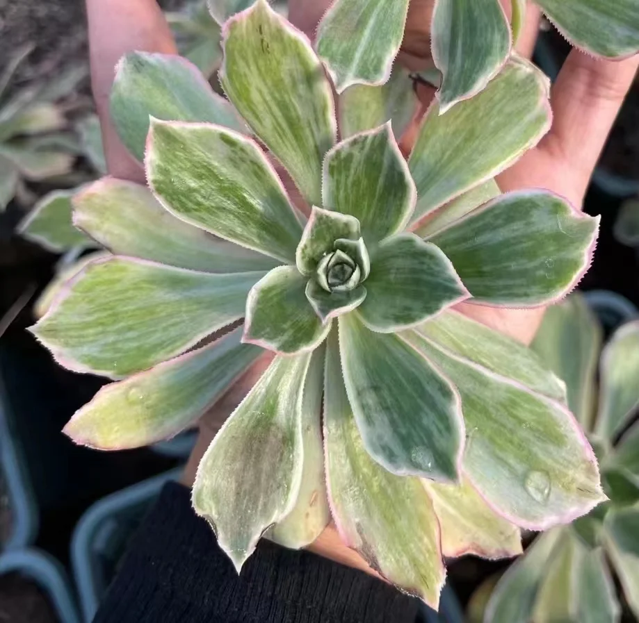 plant Aeonium Echeveria Haworthia  Caudex  Lithops Cactus  Agave 