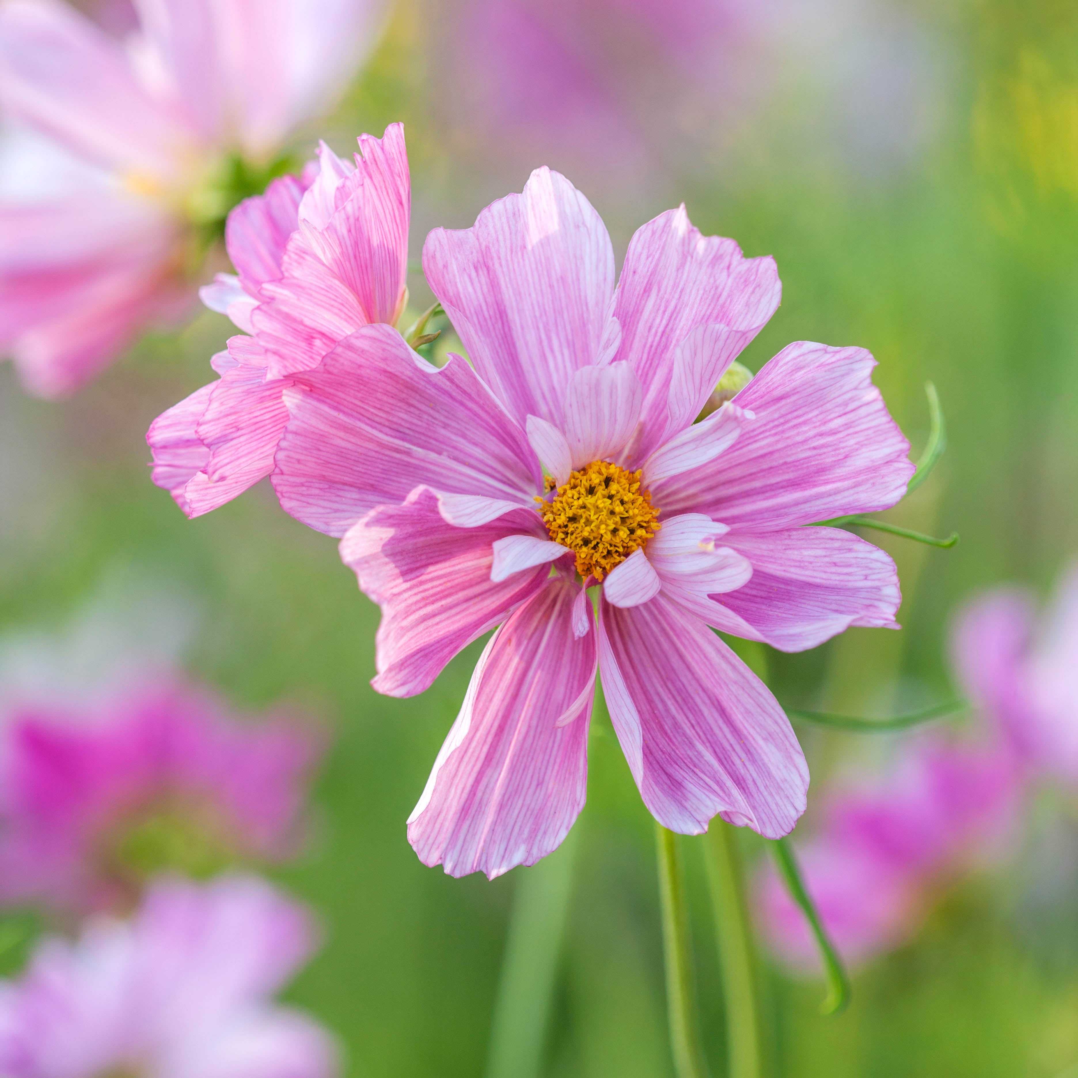 Cosmos Rosetta&nbsp;Flower | X 30 Seeds