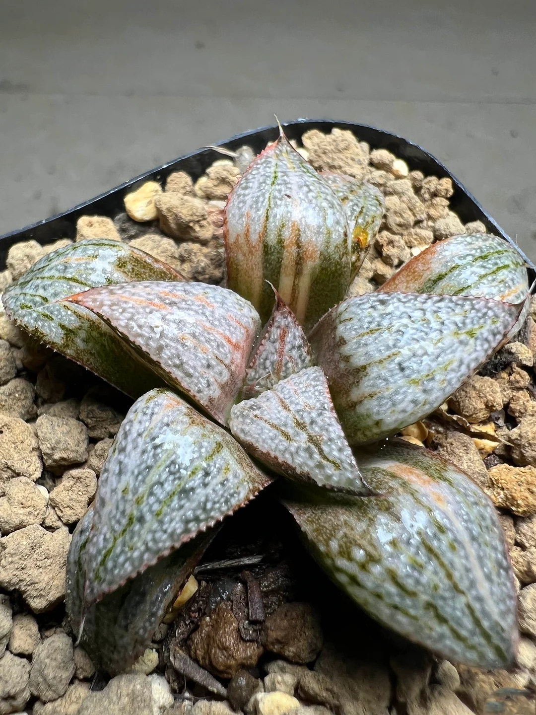 onestock.Haworthia splendens Taj Mahal Variegated 4.7cm/ Haworthia/ Succulent plants / Garden landscape / Carefully select healthy plants