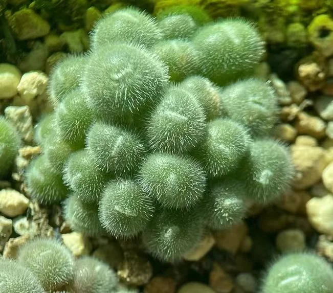 plant Aeonium Echeveria Haworthia  Caudex  Lithops Cactus  Agave 