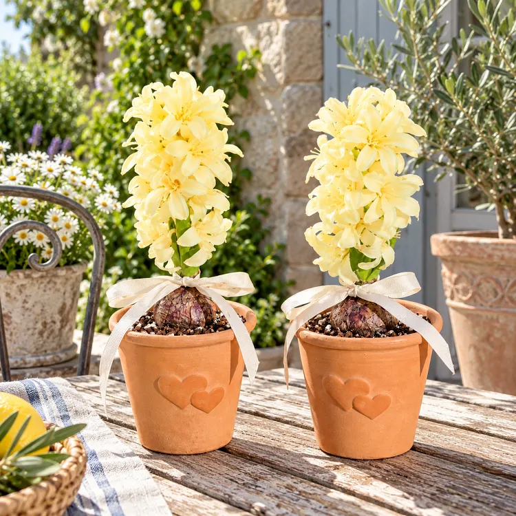 Hyacinth bulbs displayed in clear hydroponic glass containers