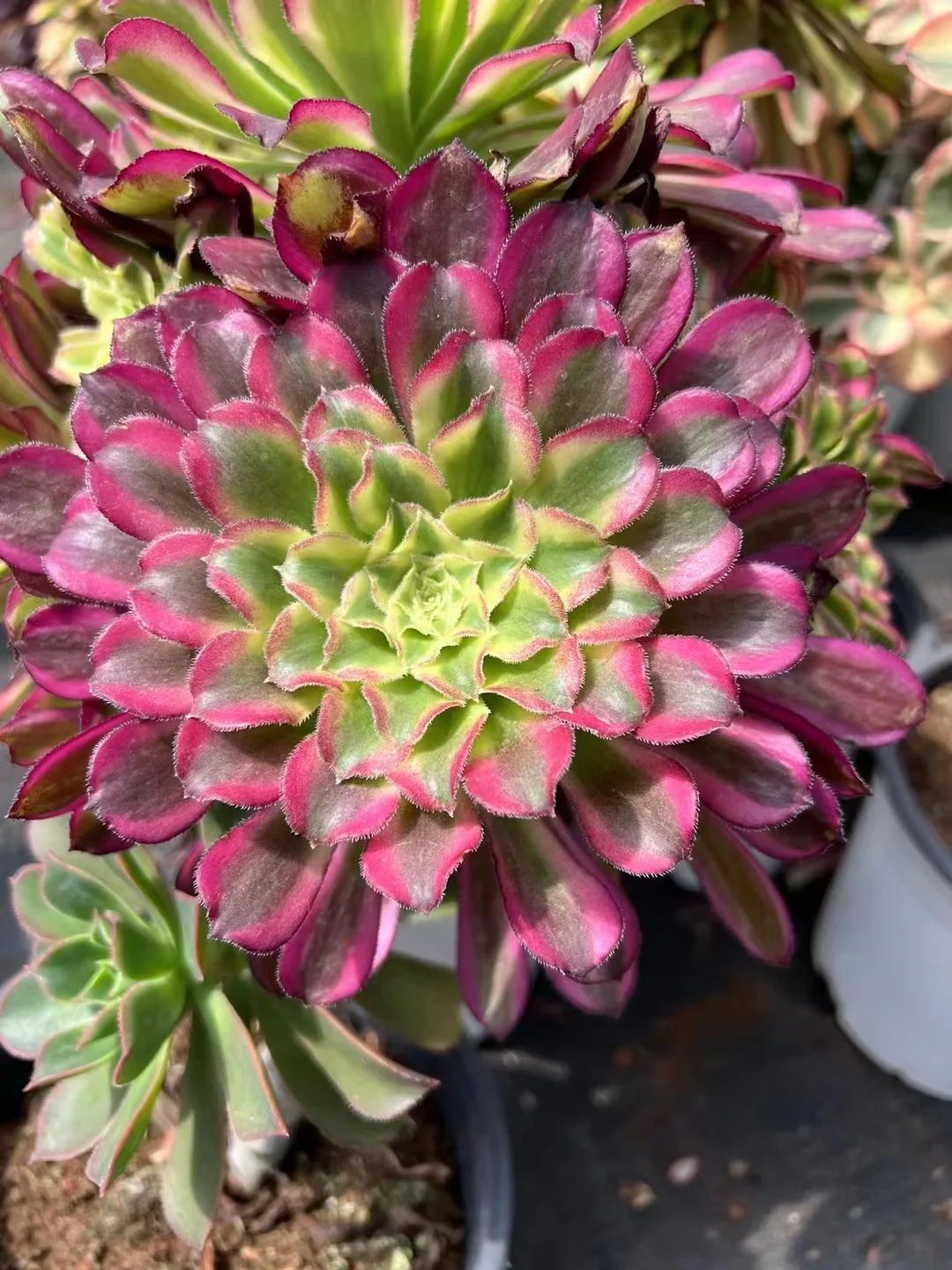 27. Green fairy ink cutting 8-10cm / Aeonium clutting/ Aeonium plants / Garden landscape / Carefully select healthy plants