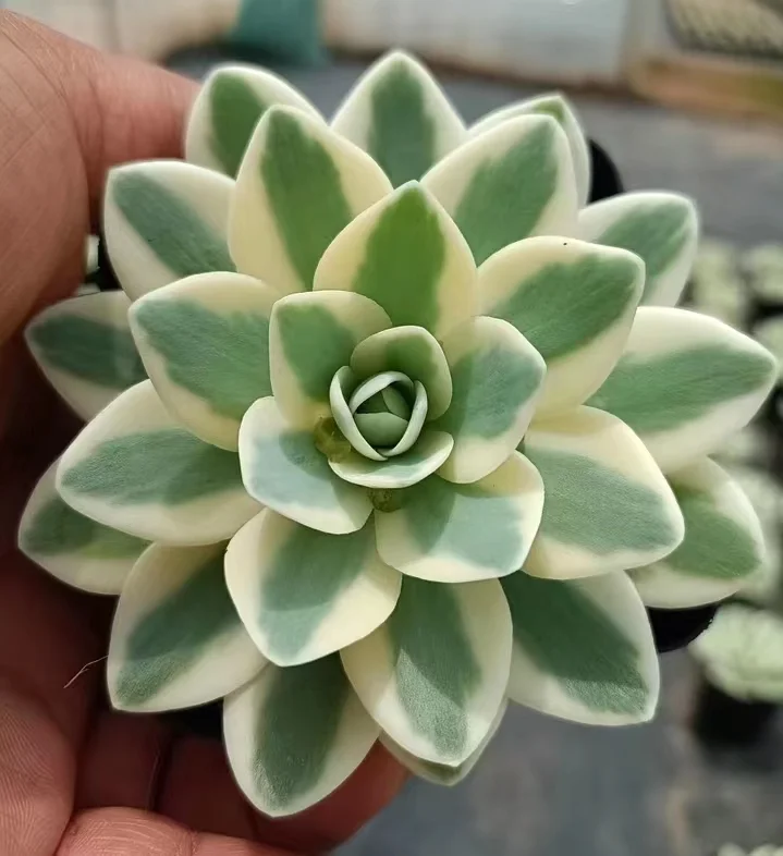 296.  Fuji brocade  single head 4-6cm /  Echeveria / Succulent plants / Garden landscape / Carefully select healthy plants