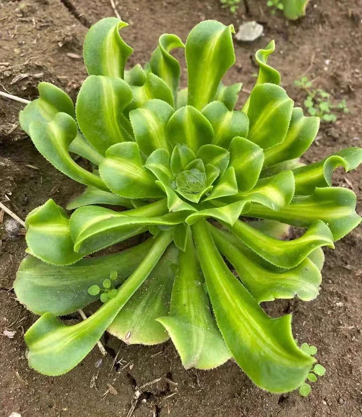 plant Aeonium Echeveria Haworthia  Caudex  Lithops Cactus  Agave 