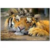 Sleeping Tiger | Full Round Diamond Painting Kits
