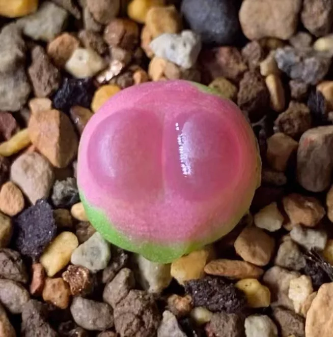 plant Aeonium Echeveria Haworthia  Caudex  Lithops Cactus  Agave 