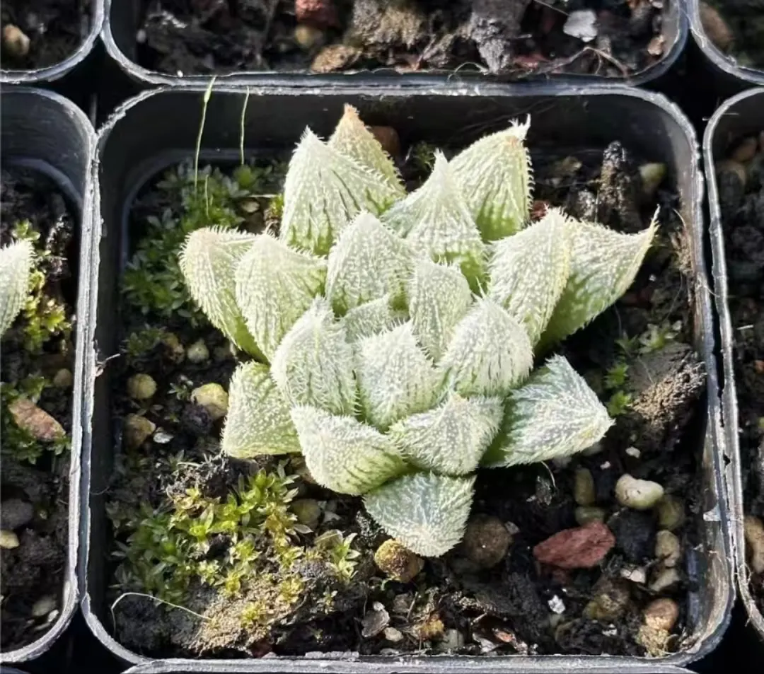 plant Aeonium Echeveria Haworthia  Caudex  Lithops Cactus  Agave 