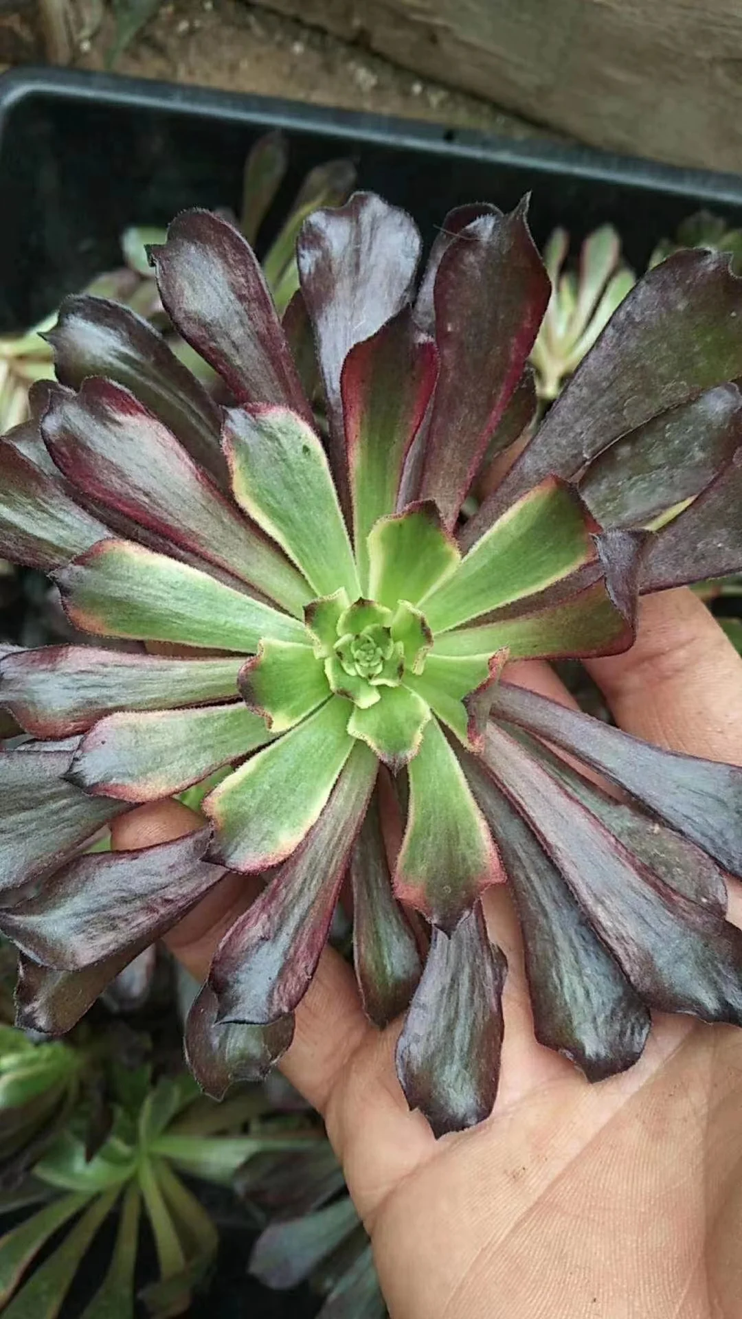 plant Aeonium Echeveria Haworthia  Caudex  Lithops Cactus  Agave 