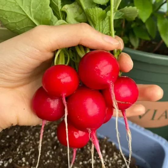 Last Day Promotion 60% OFF🥕 Radish Cherry Belle(98% Germination)⚡Buy 2 Get Free Shipping