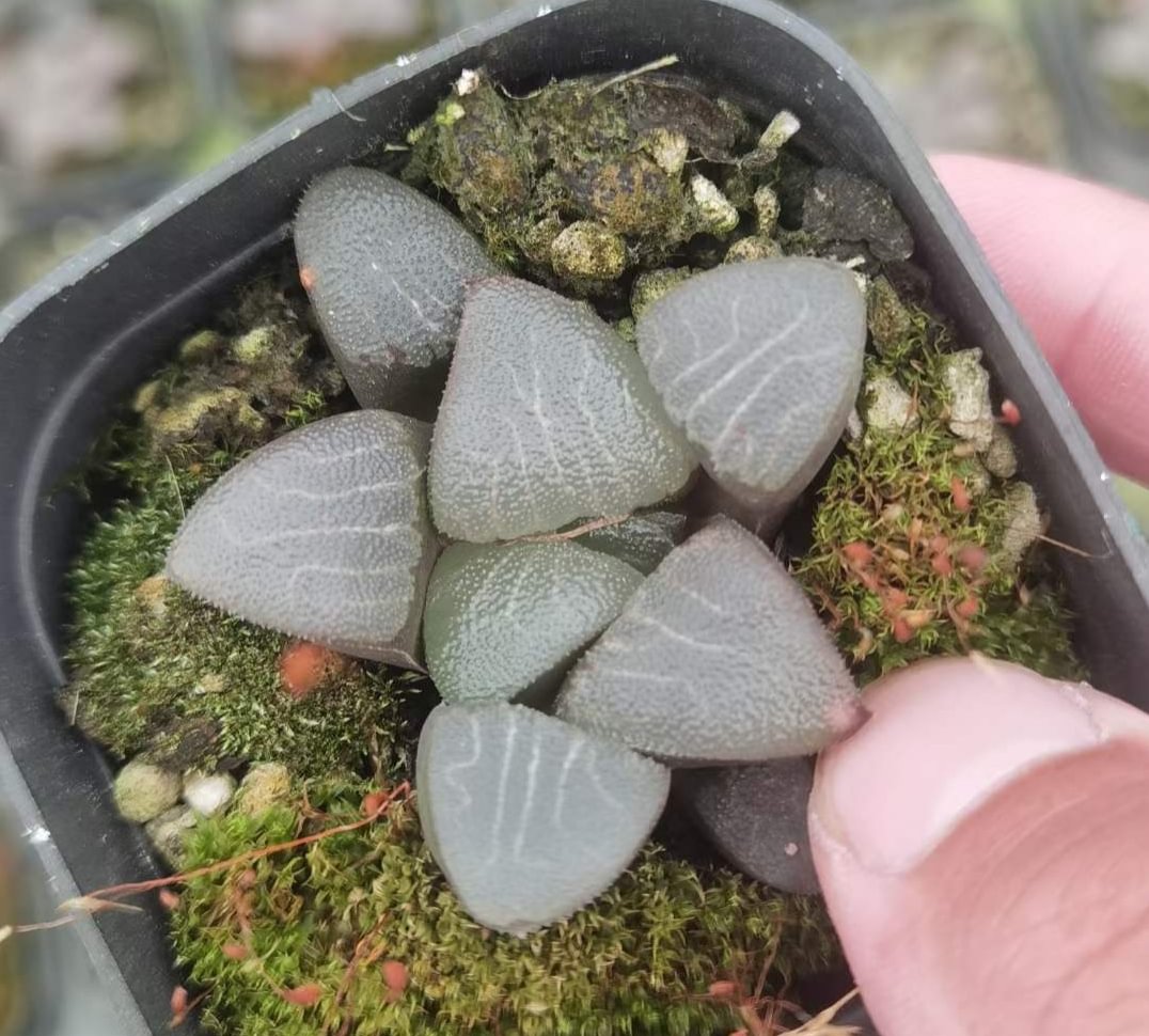 plant Aeonium Echeveria Haworthia  Caudex  Lithops Cactus  Agave 