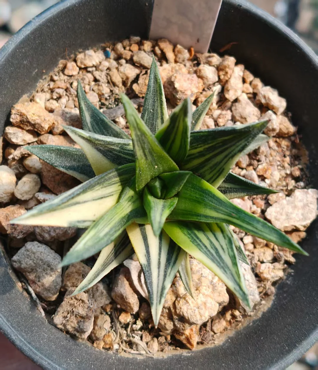 onestock.Haworthia Tortuosa F Alba Variegated  4cm/ Haworthia/ Succulent plants / Garden landscape / Carefully select healthy plants