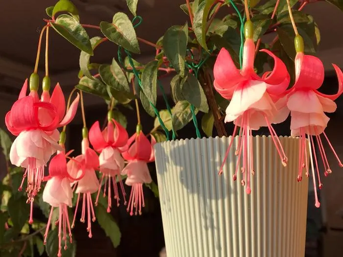 🧚🏼Fuchsia Flowers Seeds-Dancing Elf🪴Bonsai