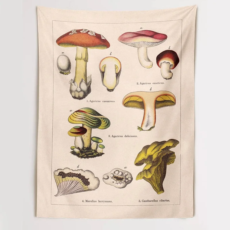 Quotes Mushroom Tapestry Wall Decor Mycology Mushroom Champignon Identification Chart Diagram Illustration Wall Art Boho Decor
