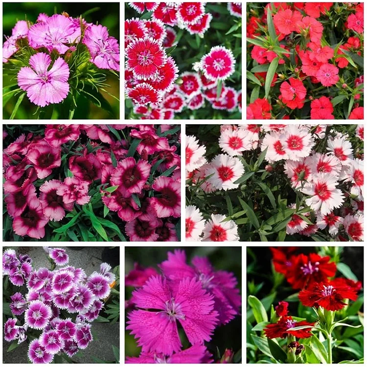 Sweet William Seeds &ndash; Long-Lasting Color & Fragrance