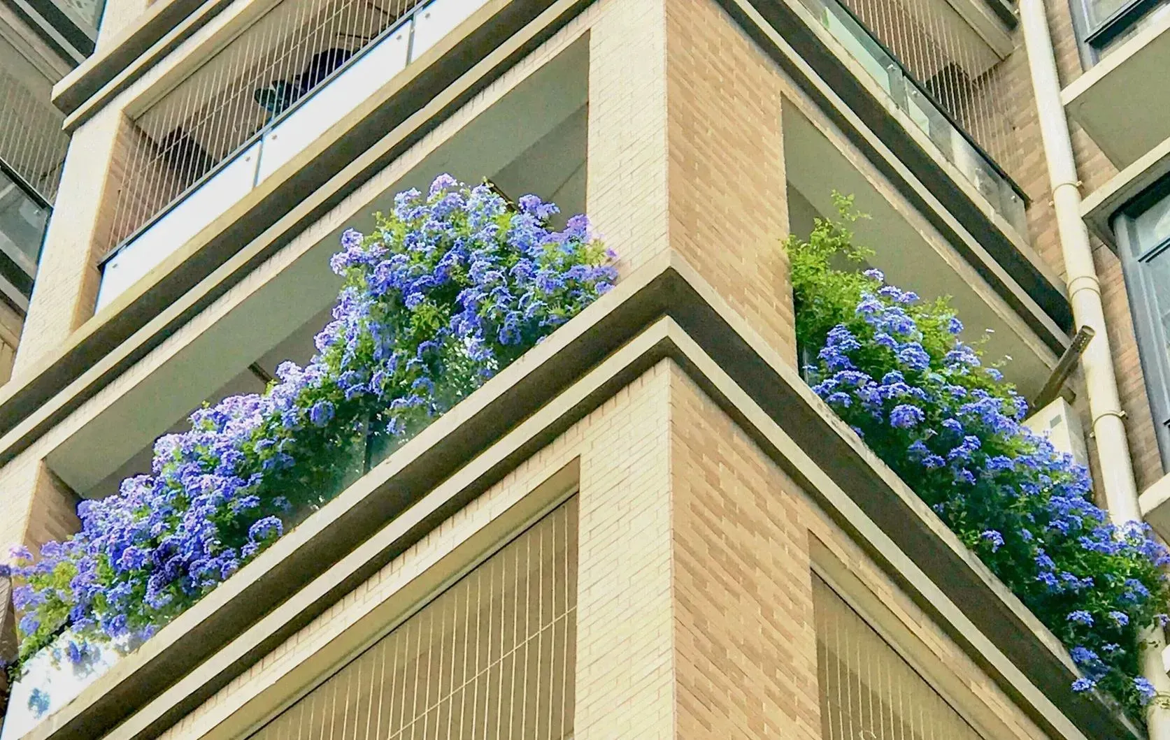 Blue Plumbago Flower Seeds - Blue Gem in the Garden