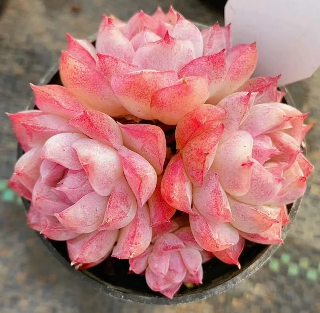 plant Aeonium Echeveria Haworthia  Caudex  Lithops Cactus  Agave 