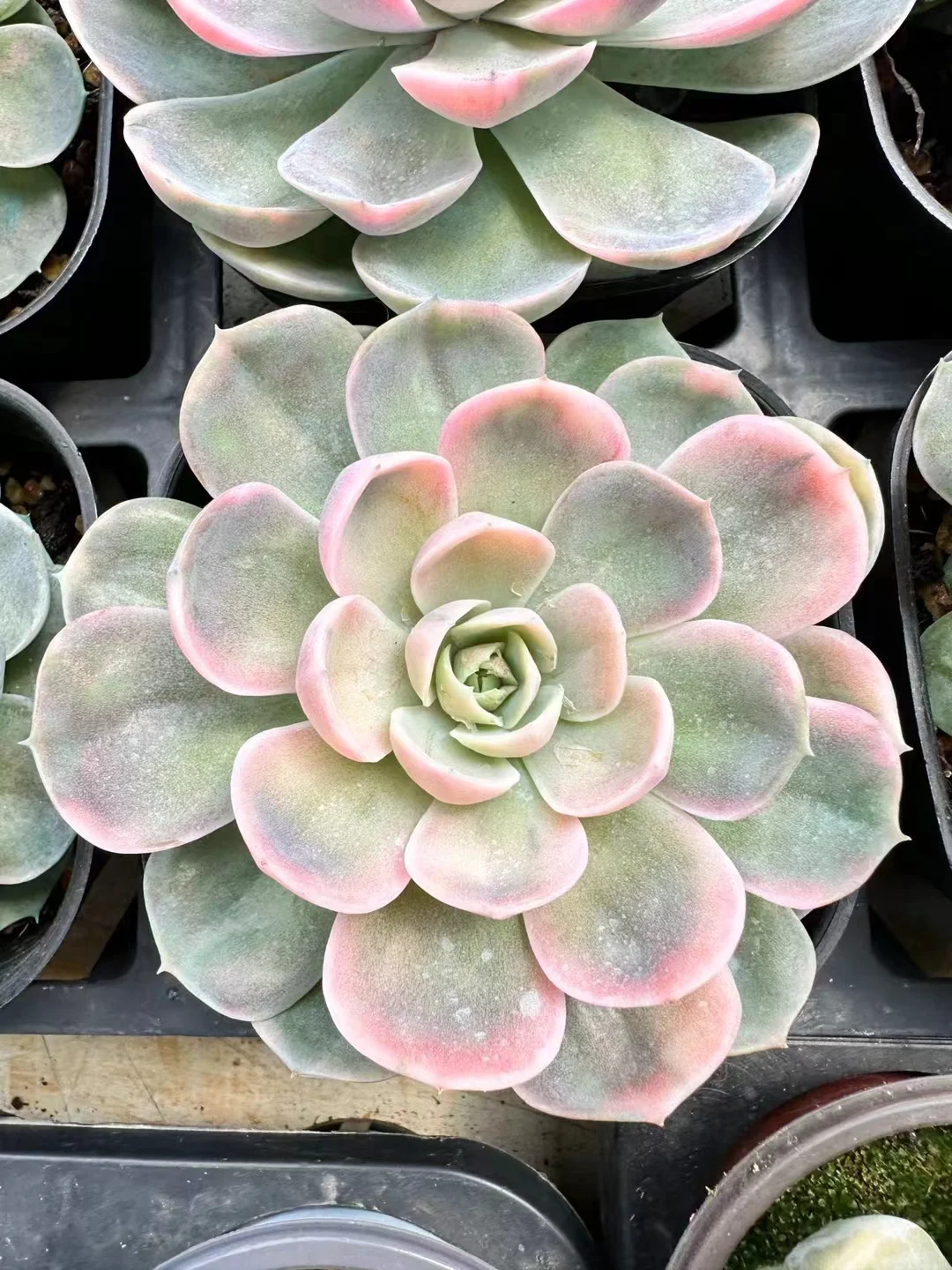 plant Aeonium Echeveria Haworthia  Caudex  Lithops Cactus  Agave 